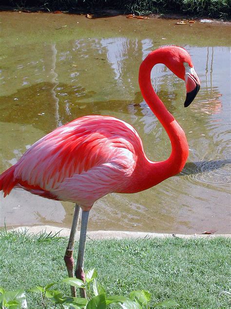 Pictures Of A Flamingo - Pictures Of Animals 2016