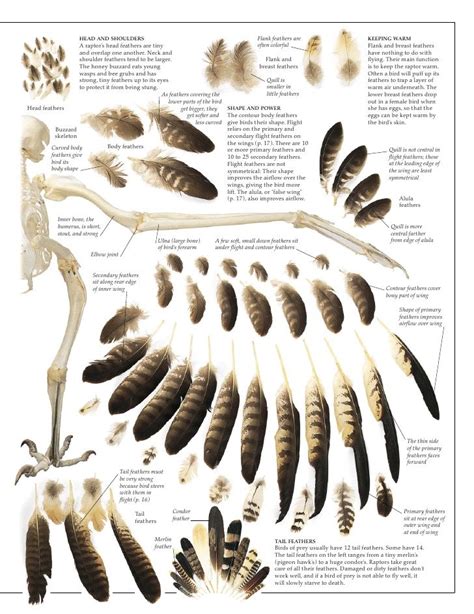 owl feather identification - Google Search Native Art, Native American ...