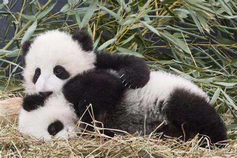 FILE - Five-month-old panda cubs Jia Panpan and Jia Yueyue play in an ...