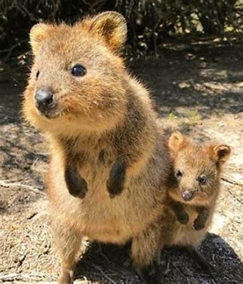 Quokka mum and baby | Cute baby animals, Cute animals, Animals beautiful