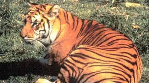 Javan Tiger - Panthera tigris sondaica - Extinct Species