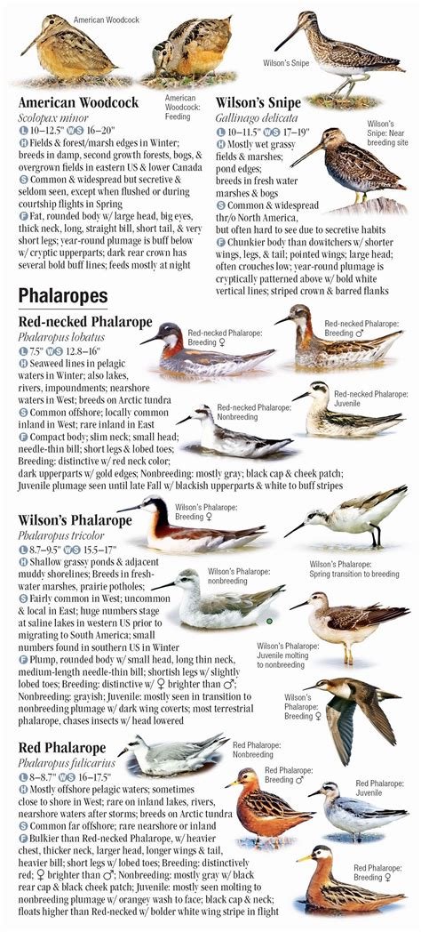 Shorebirds of North America – Quick Reference Publishing Retail