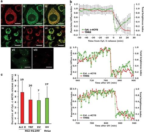 Cytochrome c is released in a single step during apoptosis | Cell Death ...