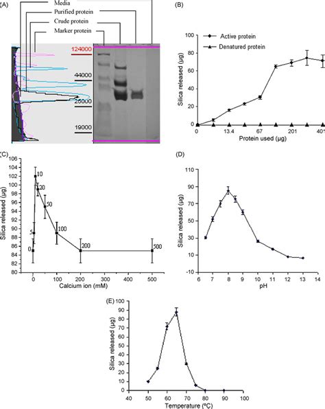 (A) SDS-PAGE photograph of the purified protein. Samples of 30 L each ...