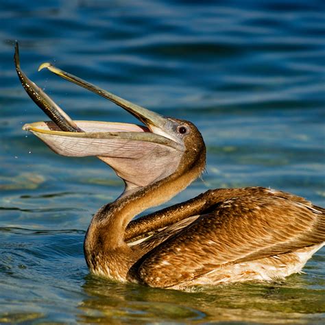 Brown Pelican (Pelecanus occidentalis) | about animals