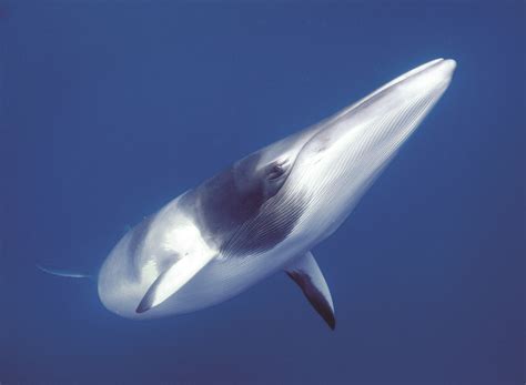 Wild encounter: Minke whales - Australian Geographic