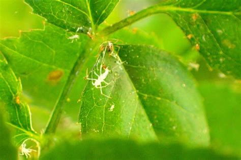 Little White Bugs on Miniature Rose Bush in the Pests and Diseases ...