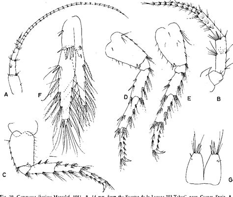 Figure 13 from Freshwater Gammarus Species from Europe, North Africa ...