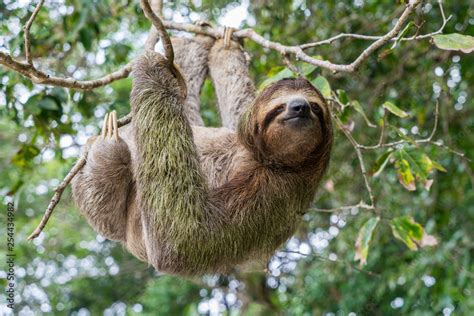 Costa Rica sloth hanging tree three-thoed sloth Stock Photo | Adobe Stock