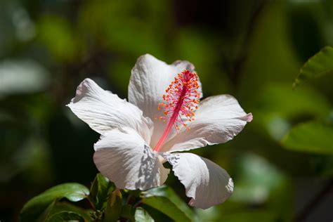 Hawaiian Hibiscus | SCENE of HAWAII by wavees