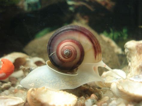 Stop Snails: Keep Them in Your Aquarium with These Tips - Aquariuman