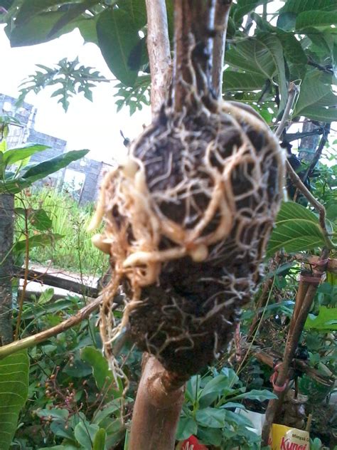 BOGOR FIG GARDEN: Pohon Jambu Biji Sangat Mudah Dicangkok