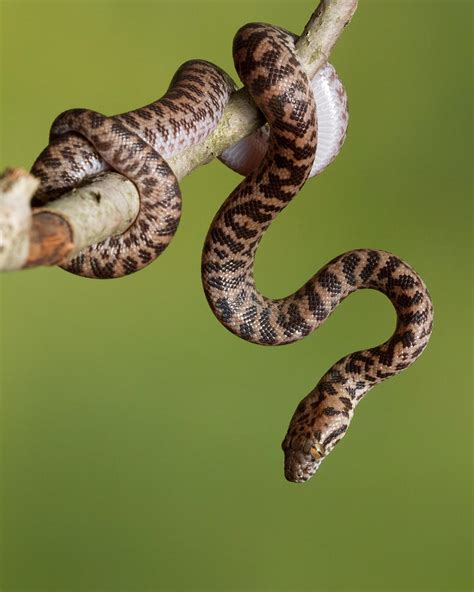 Spotted Python Antaresia Maculosa Photograph by David Kenny - Fine Art ...