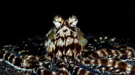 7 Fun Facts About The Majestic Mimic Octopus! - OctoNation - The ...