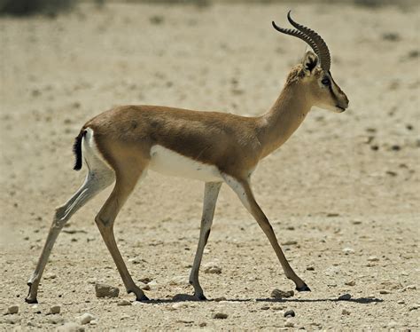 Dorcas Gazelle - Gazella dorcas | Marwell Zoo