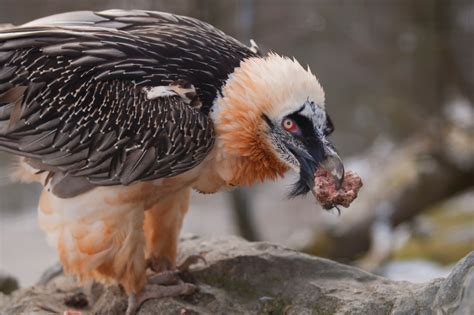 Bearded Vulture: Bone-Cracking Scavenger and Unique Feeder