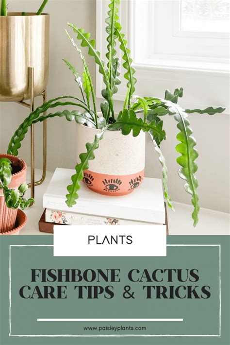 Fishbone Cactus (Ric Rac) Care - Paisley Plants