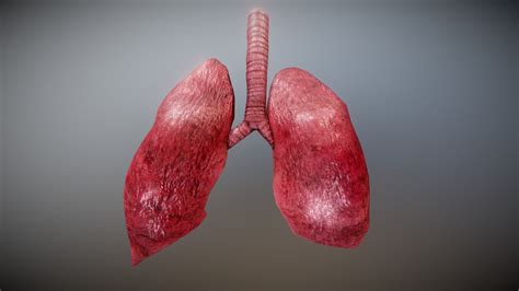 Lungs 3d Model Free - 1920x1080 Wallpaper - teahub.io