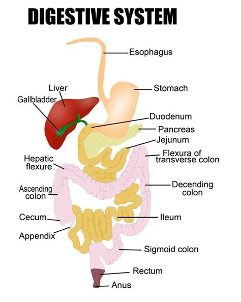 What are Digestive Juices? (with pictures)