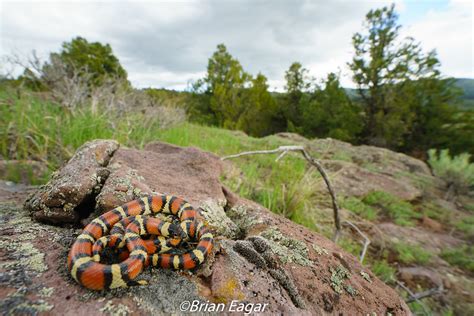 utah milk snake in habitat - a photo on Flickriver