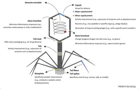 Revisiting phage therapy: new applications for old resources: Trends in ...