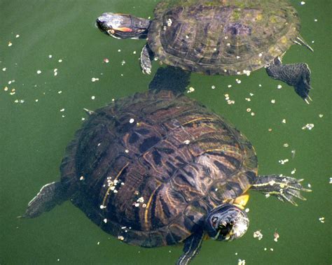 Turtle Pond in Central Park - A Scenic Place You Need to Visist!