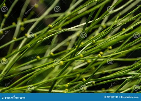 Sporangia of Psilotum Nudum on Aerial Stems Arising from Horizontal ...