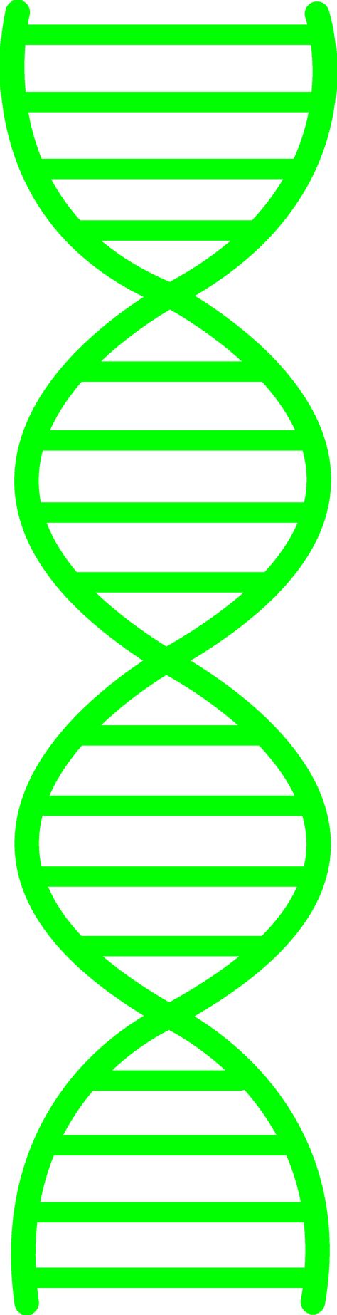 Dna Helix Clipart | Free download on ClipArtMag