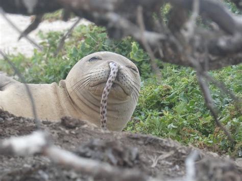 Young Seals Keep Getting Eels Stuck Up Their Noses, and Nobody Knows ...