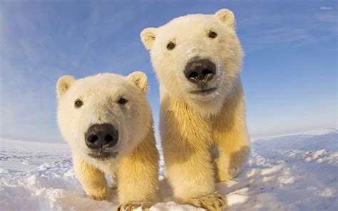 Polar bear cubs wallpaper - Animal wallpapers - #27729