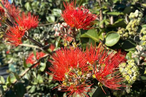 The Best Bird Attracting Plants In Australia – Daly's Native Plants