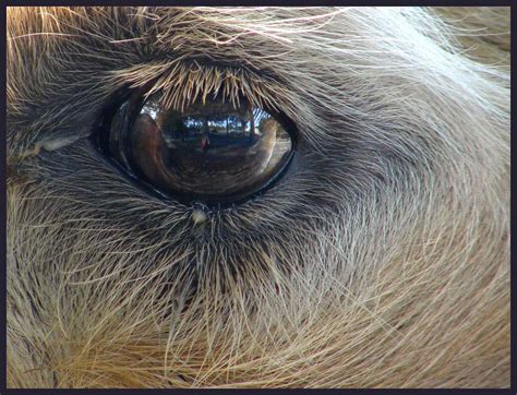 Camels Eye Refection, Netherlands | Camels Eye Refection, Ne… | Flickr