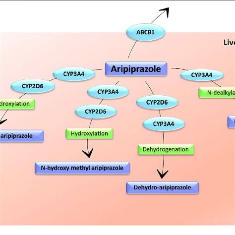 Mechanism of action of olanzapine, risperidone and aripiprazole ...