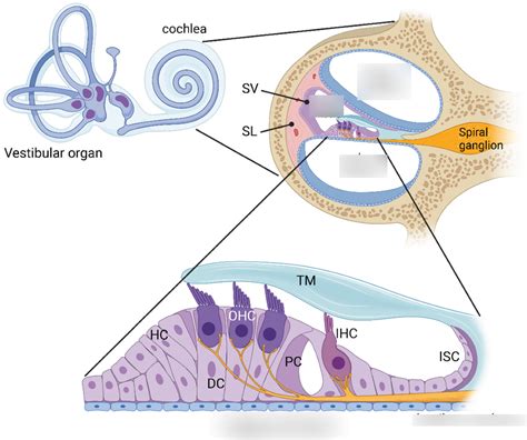 cochlea Diagram | Quizlet