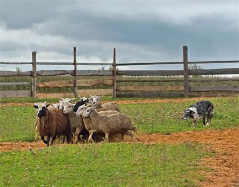 What Is Herding Behavior In Dogs? [2022 Edition]