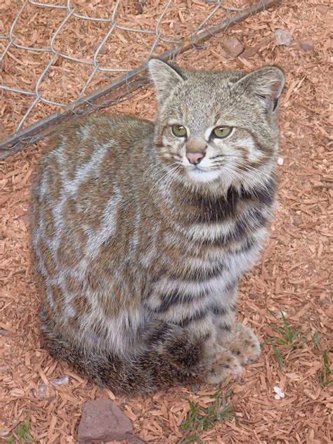 Andean Mountain Cat: Profile, Facts, Habitat, Size, Lifespan - Mammal Age