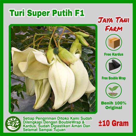 Jual 10 Gram Benih Sayuran Turi Putih Unggulan / Turi Super / Bibit ...