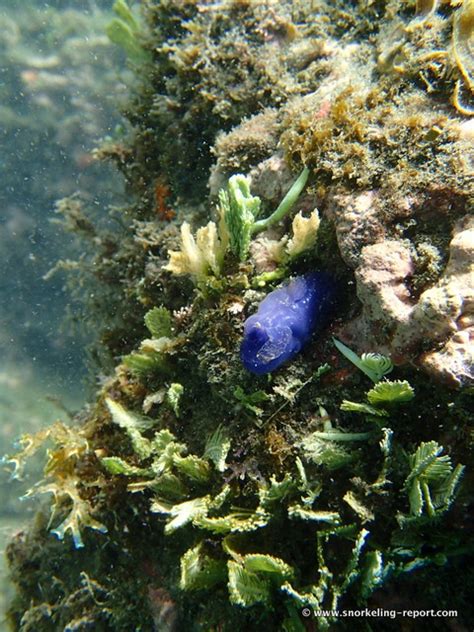 Snorkeling at Playa Hermosa, Guanacaste | Snorkeling in Costa Rica