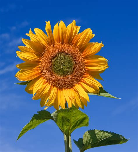 Sunflowers - Wikiquote