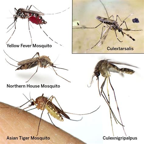 mosquitoes in winter in house - sublimatedteamuniforms