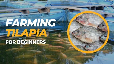 Tilapia Farming For Beginners – Farm with Tilapia – HousePetsCare.com