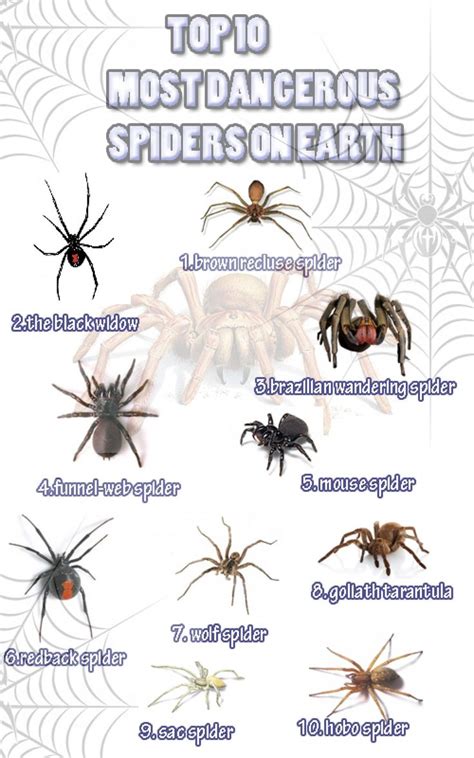 poisonous spiders - Google Search | Dangerous spiders, Spider ...