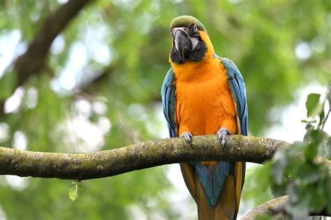 Arara-canindé | Espécies de aves | zooplus Magazine