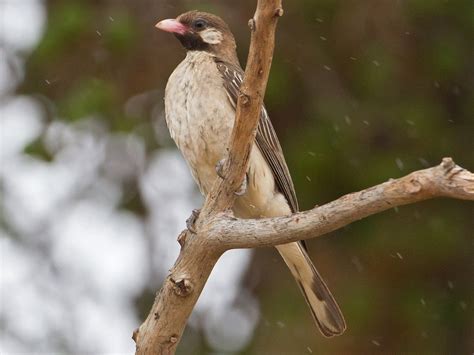 Birding in Uganda | Uganda Birding Safaris | Uganda Wildlife Safaris