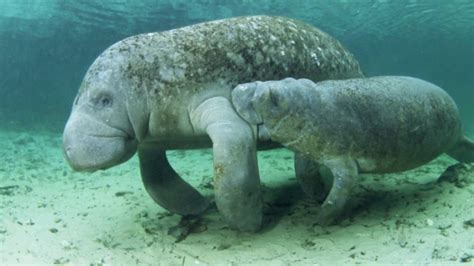 Manatee Conservation Center of Puerto Rico - YouTube