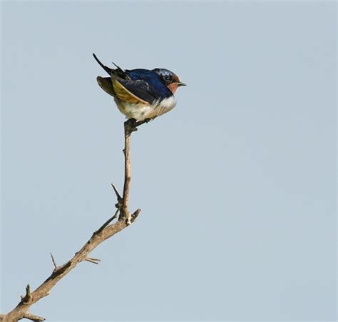 Bird Perched On Branch · Free Stock Photo