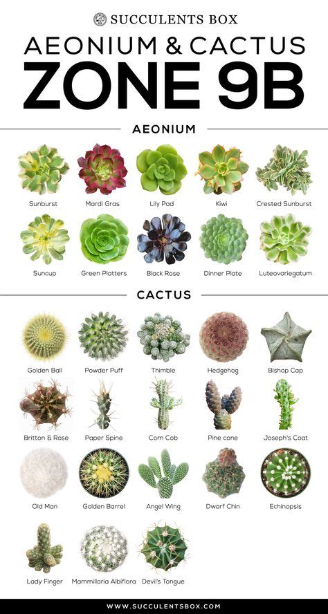 48 Cactus ideas in 2021 | cactus, planting flowers, cacti and succulents