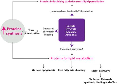 Increased protein synthesis following a surge of energy substrates with ...