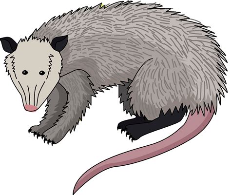 Opossum Cartoon Images : Opossum Nicepng | Bodemawasuma