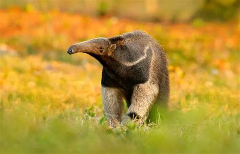 Habitat do Tamanduá: Onde Eles Vivem? | Mundo Ecologia